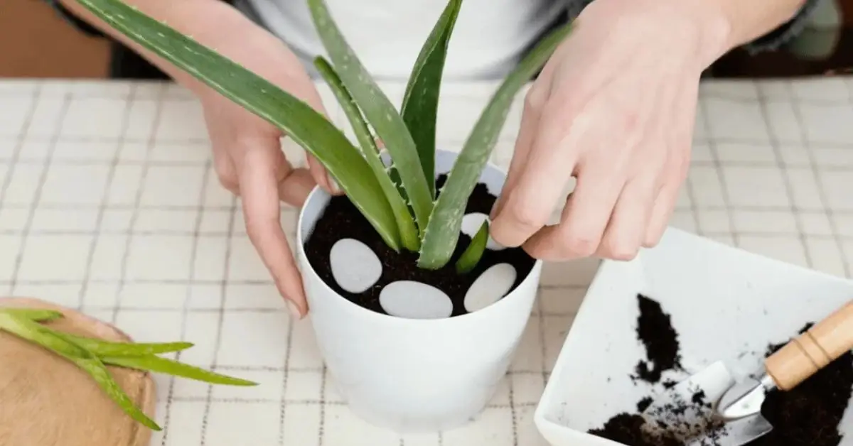 Aloe Vera Indoor Sunlight Requirements