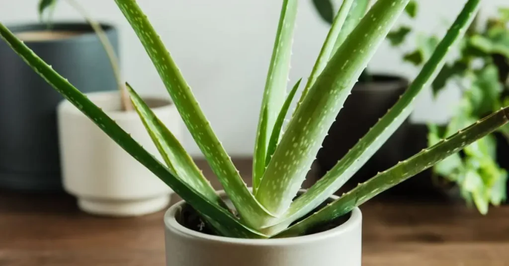 Aloe Vera Plant Care