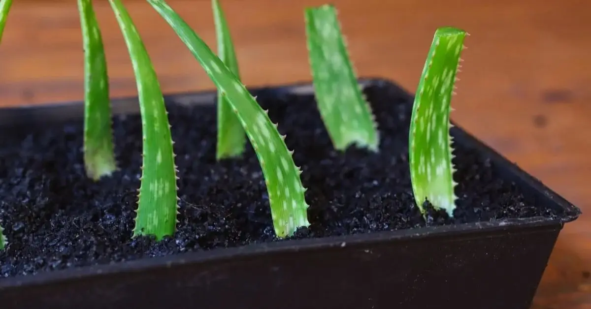 Aloe Vera Plant Care