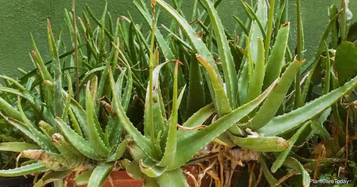 Aloe Vera Plant Care