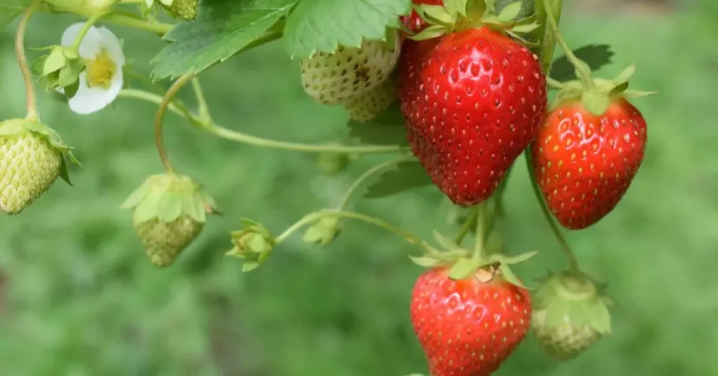 Are Strawberries Really Not Berries