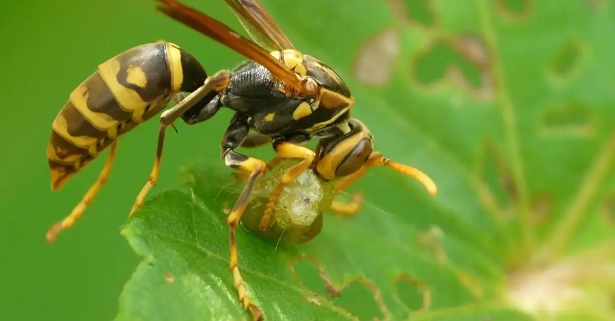 Benefits of Wasps in Your Garden
