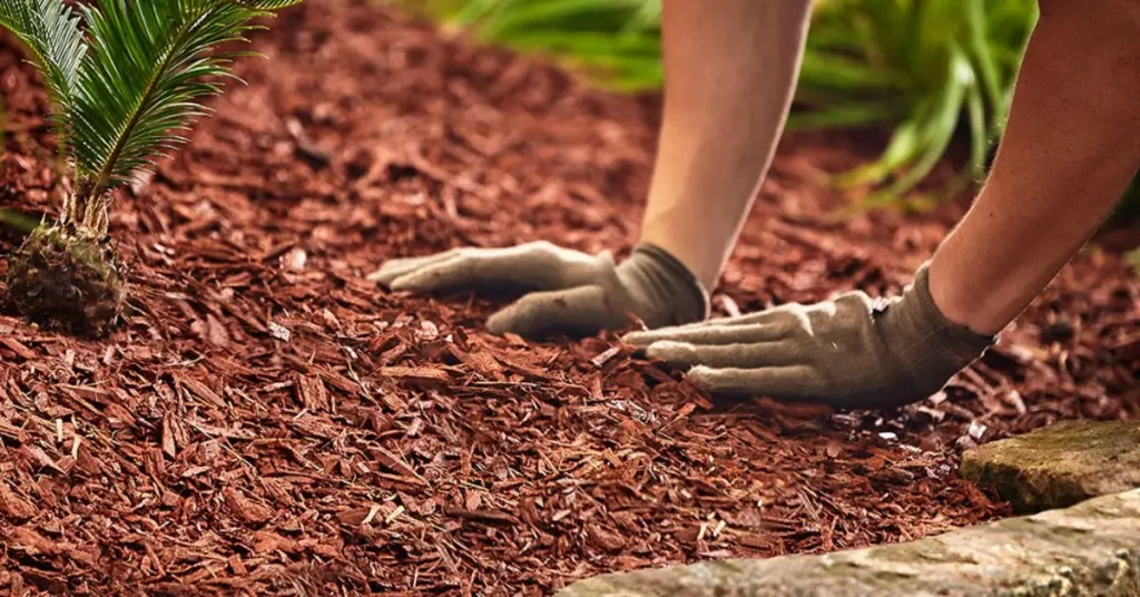 Best Mulch Types for Gardens