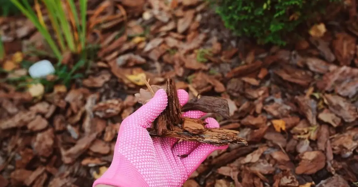 Best Mulch Types for Gardens