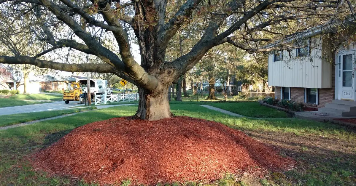 Best Mulch Types for Gardens