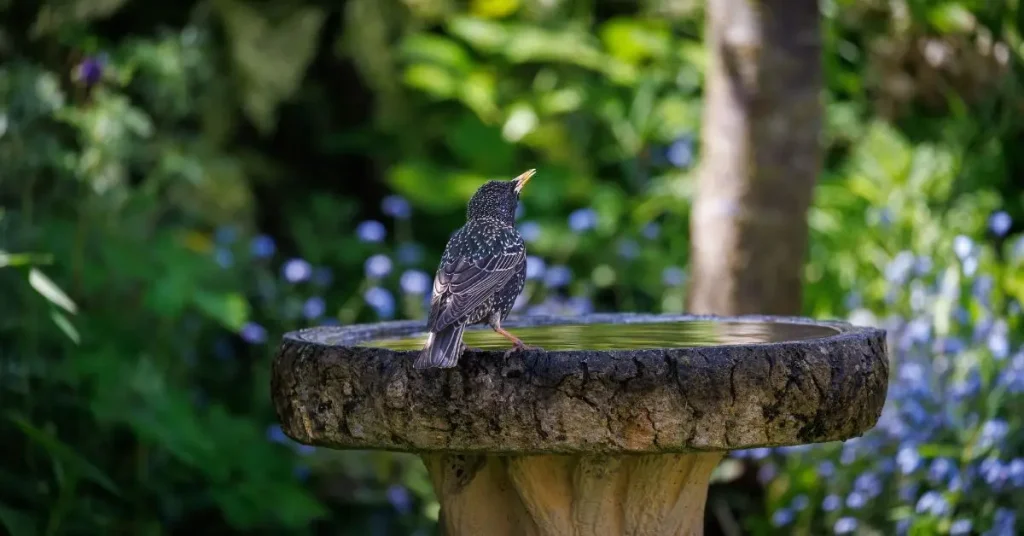 Bird Bath Placement Mistakes