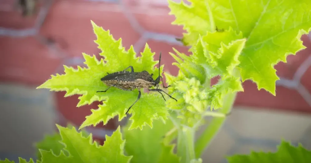 DIY Tricks to Stop Squash Bugs From Returning