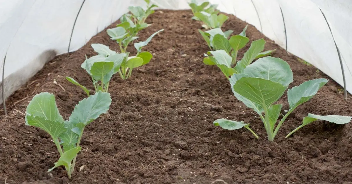 DIY Tricks to Stop Squash Bugs From Returning