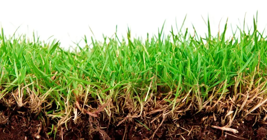 Deep-Rooted Plants That Stop Soil Erosion in Your Garden