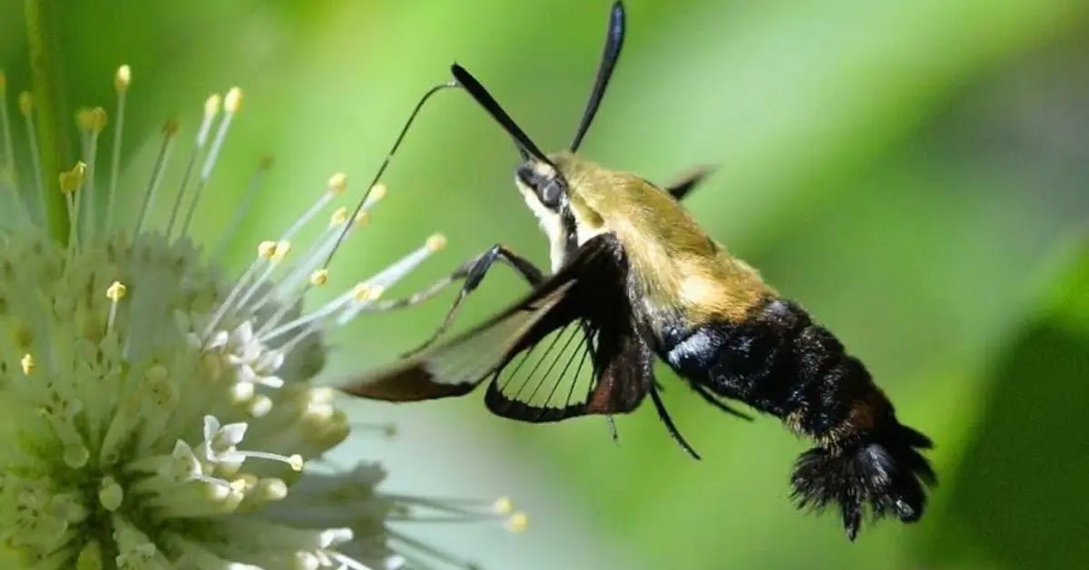 Easy Tips to Attract Pollinators