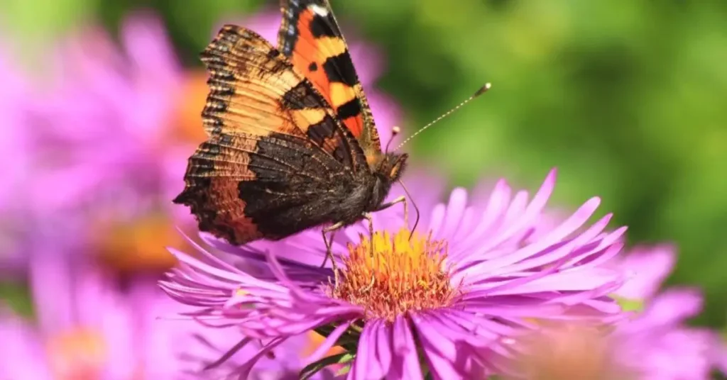 Easy Tips to Attract Pollinators