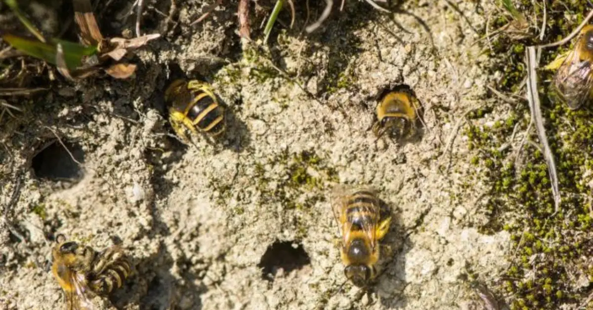 Easy Tips to Attract Pollinators