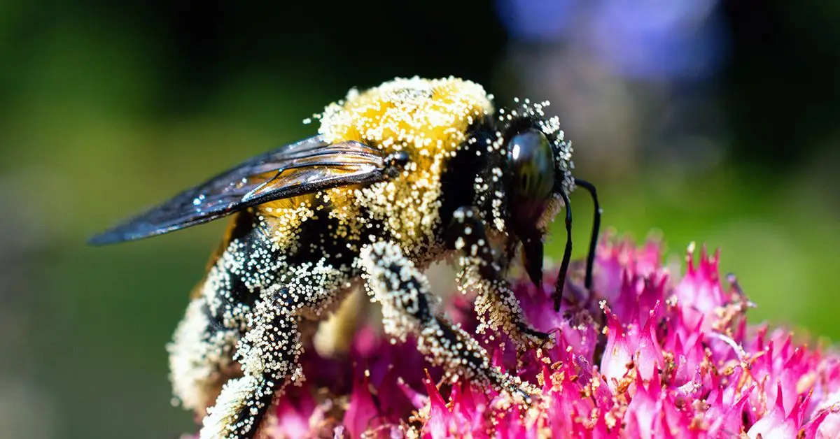Easy Tips to Attract Pollinators