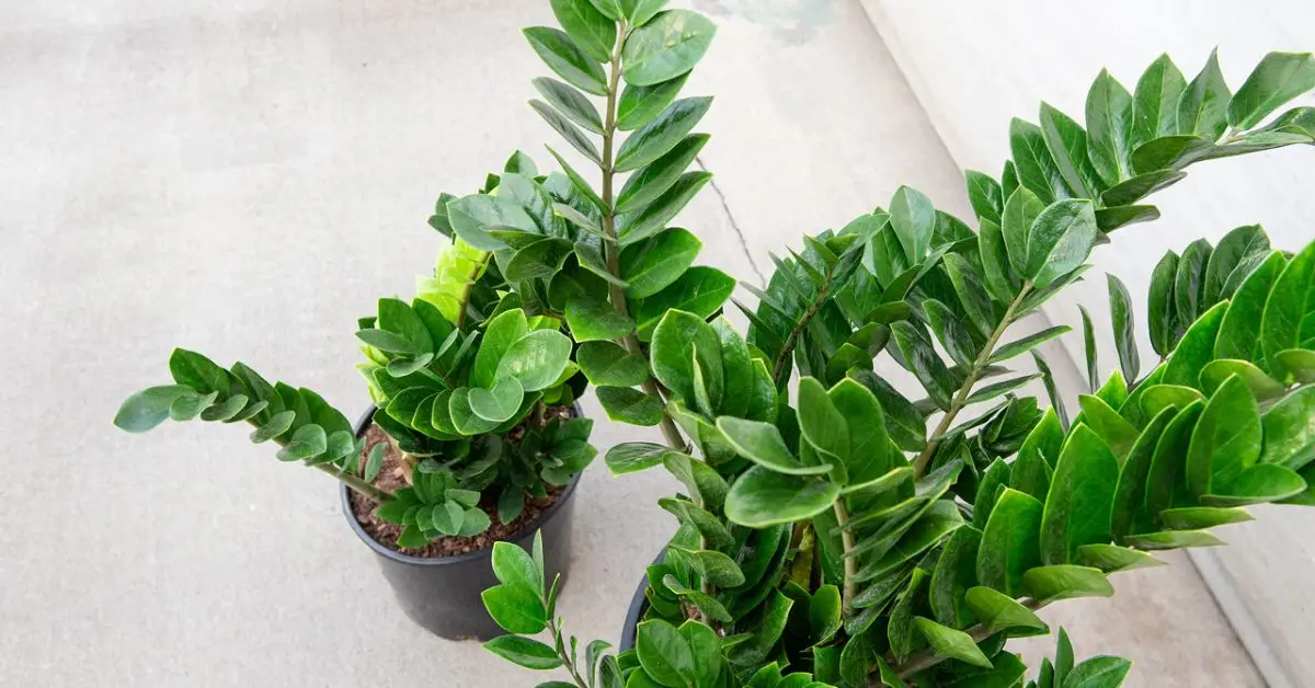 Easy-to-Care Indoor Plants