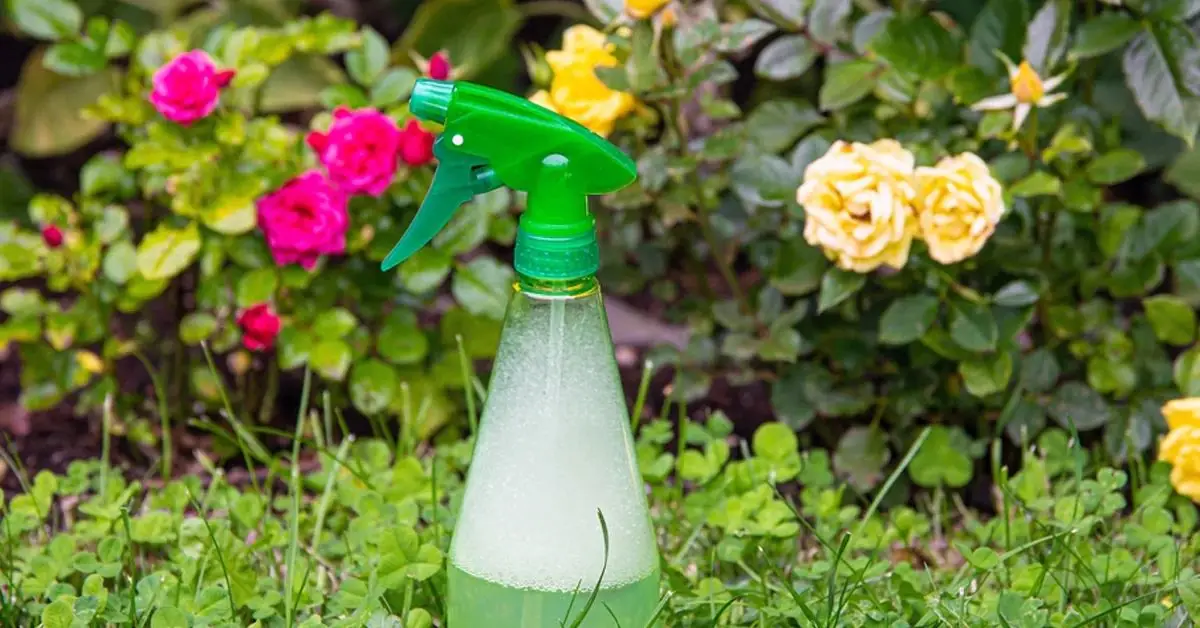 Homemade Insecticide Spray for Plants