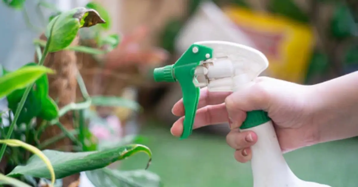 Homemade Insecticide Spray for Plants