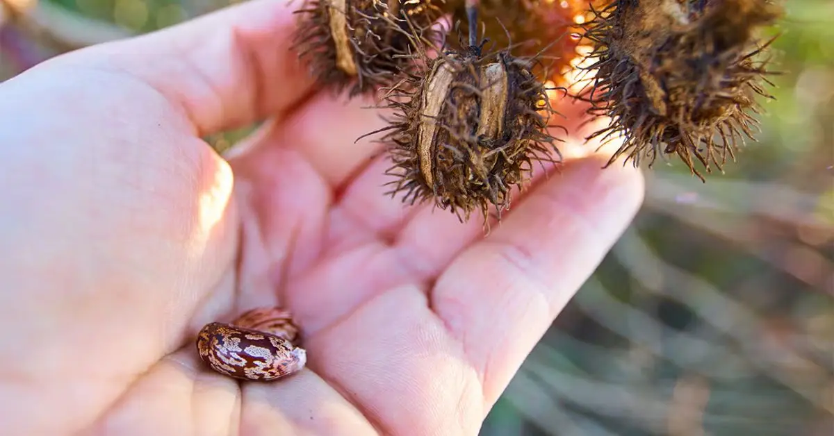 How Plants Protect Themselves from Pests and Predators