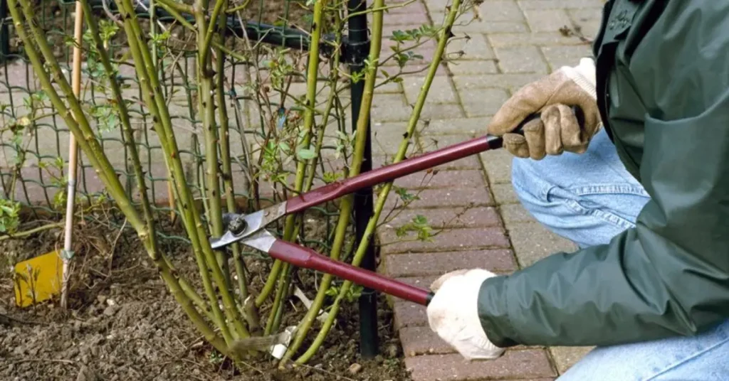 How and When to Prune Roses