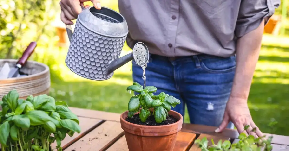 How to Apply Rice Water to Your Plants