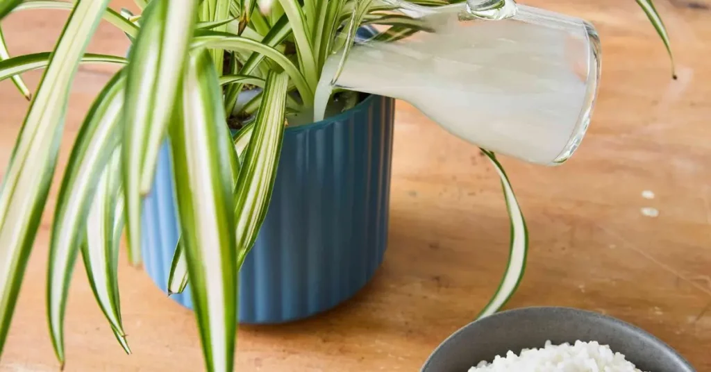 How to Apply Rice Water to Your Plants