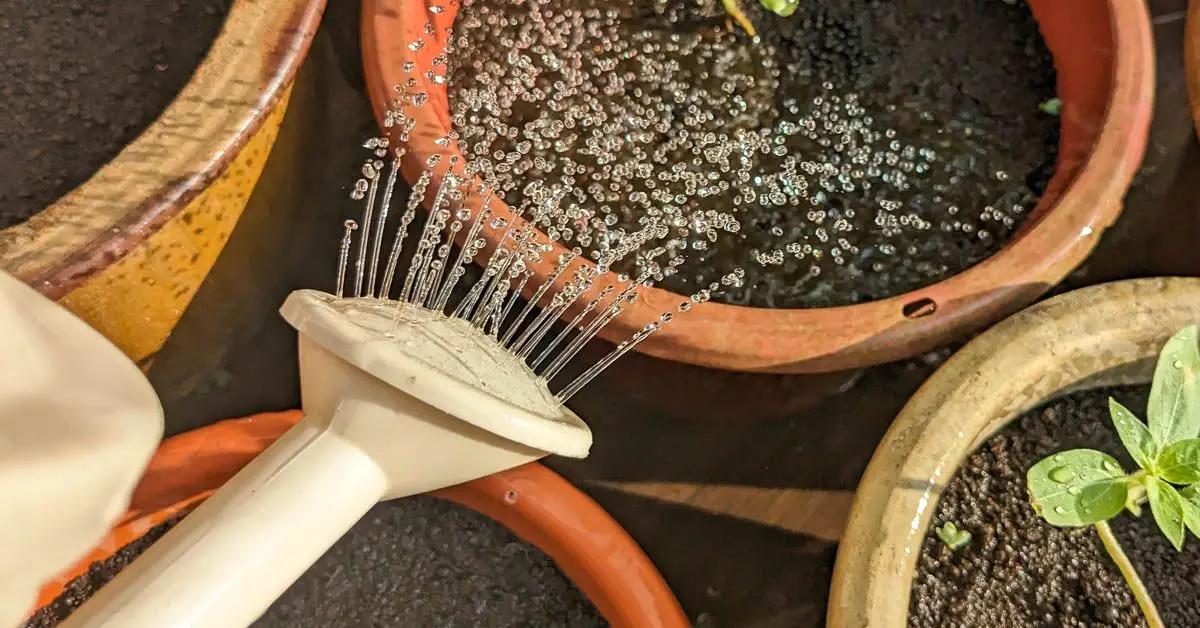 How to Apply Rice Water to Your Plants