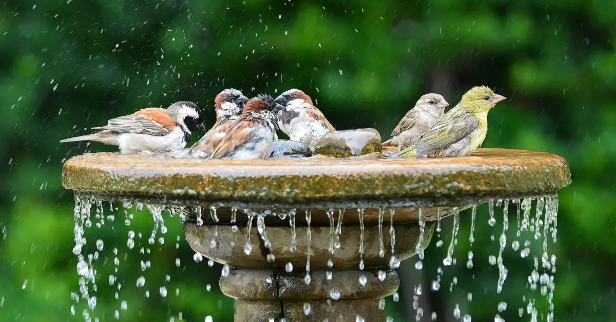How to Attract Birds in Your Garden