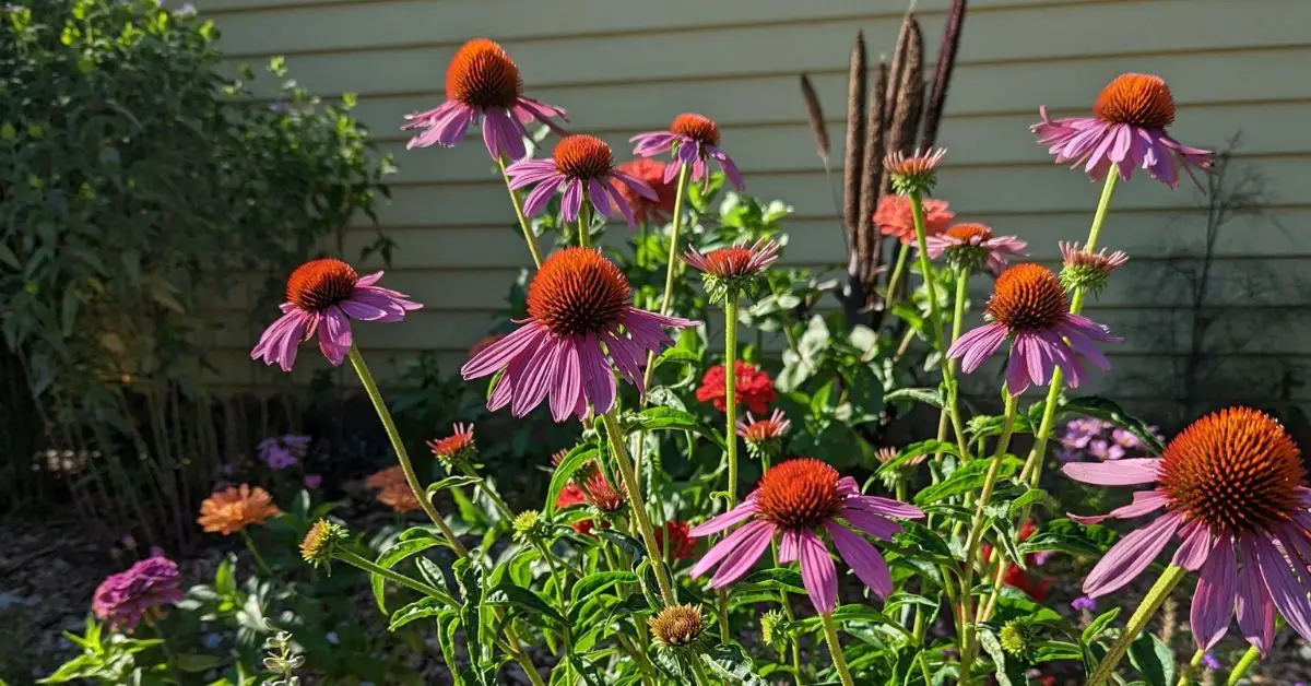 How to Attract Birds in Your Garden