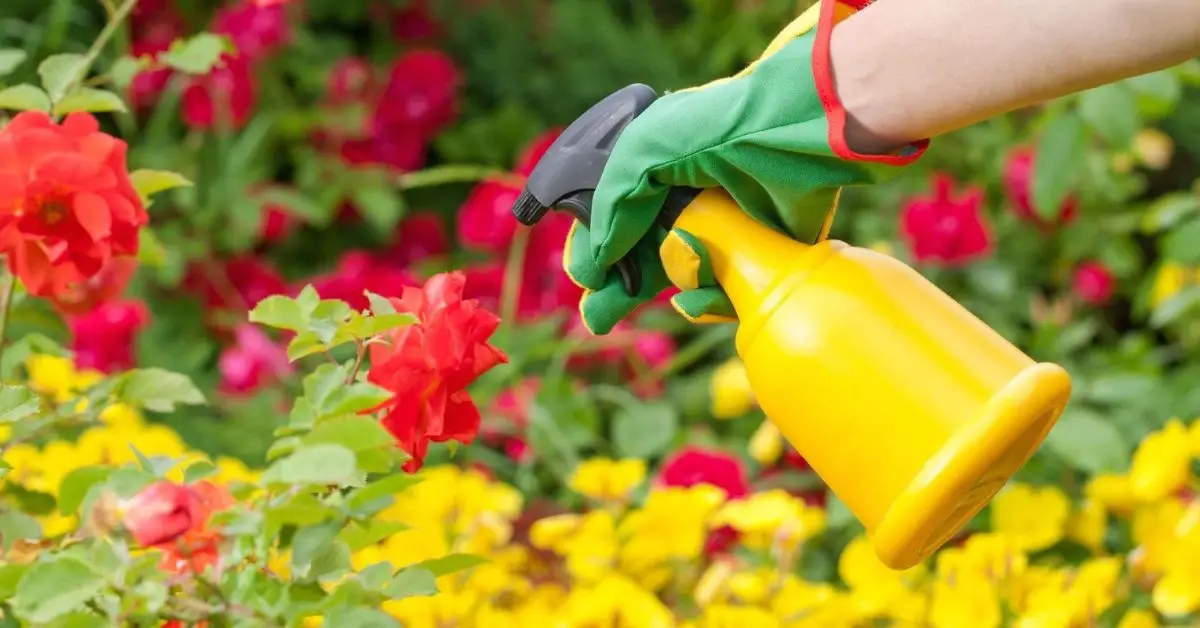 How to Attract Birds in Your Garden