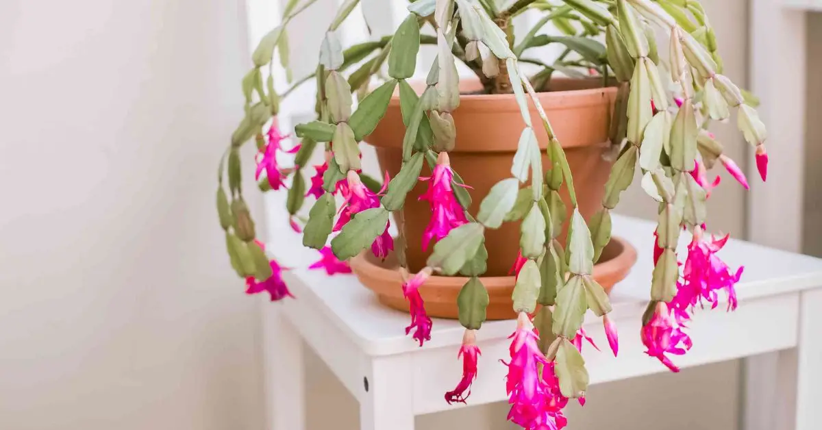 How to Care for a Christmas Cactus