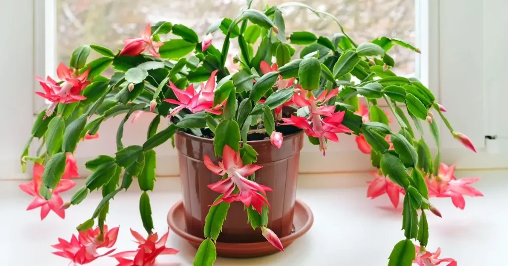 How to Care for a Christmas Cactus