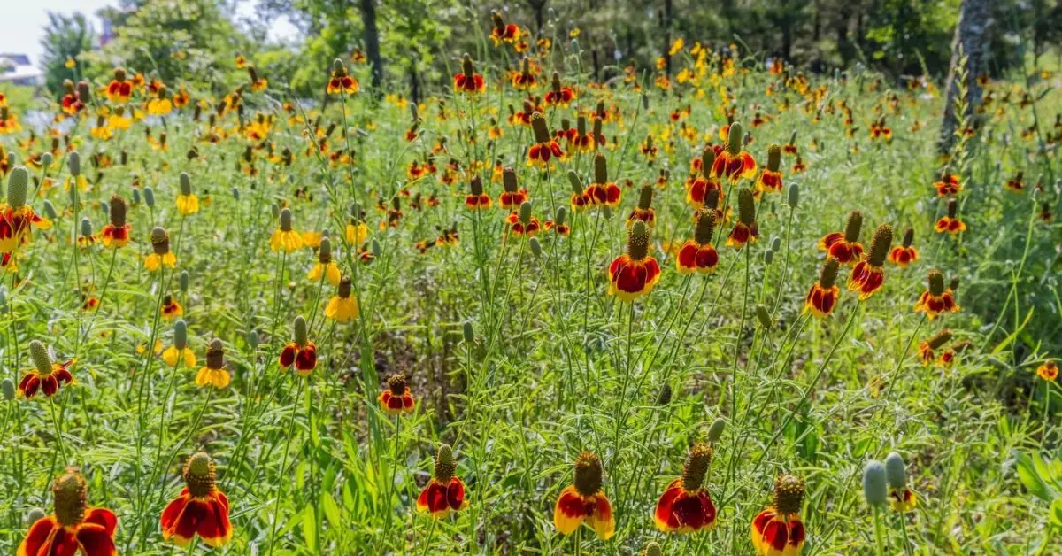 How to Grow Mexican Hat Flowers