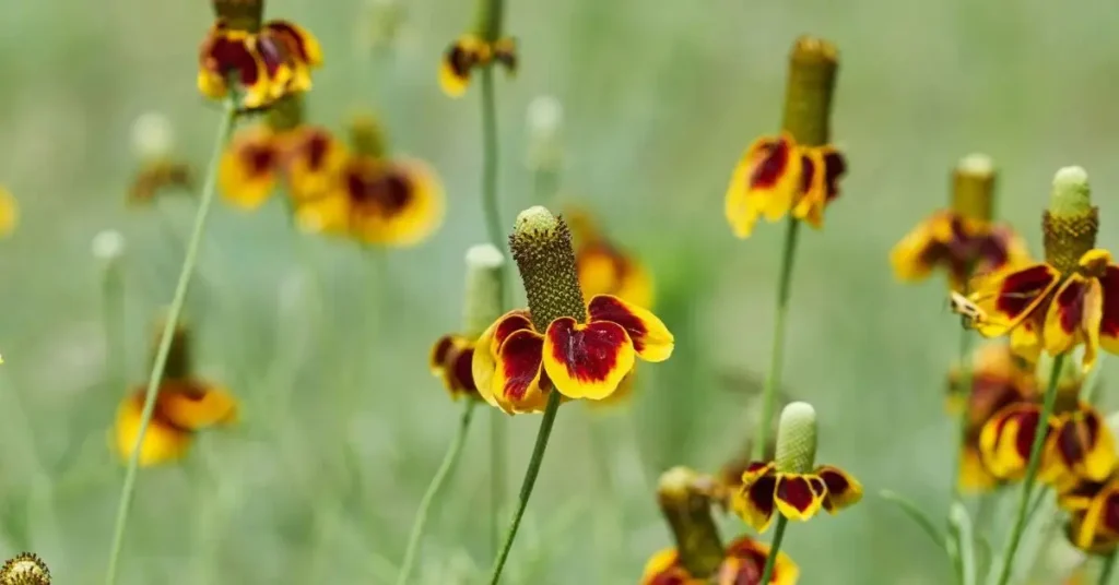 How to Grow Mexican Hat Flowers