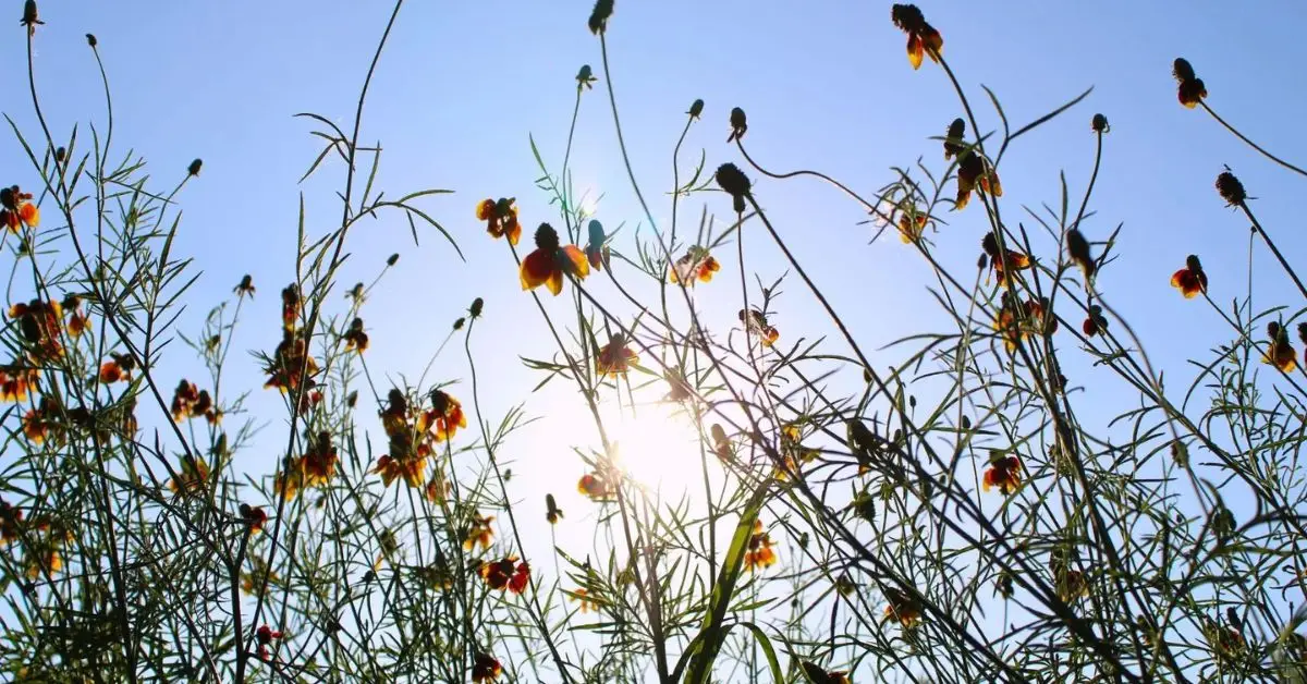How to Grow Mexican Hat Flowers