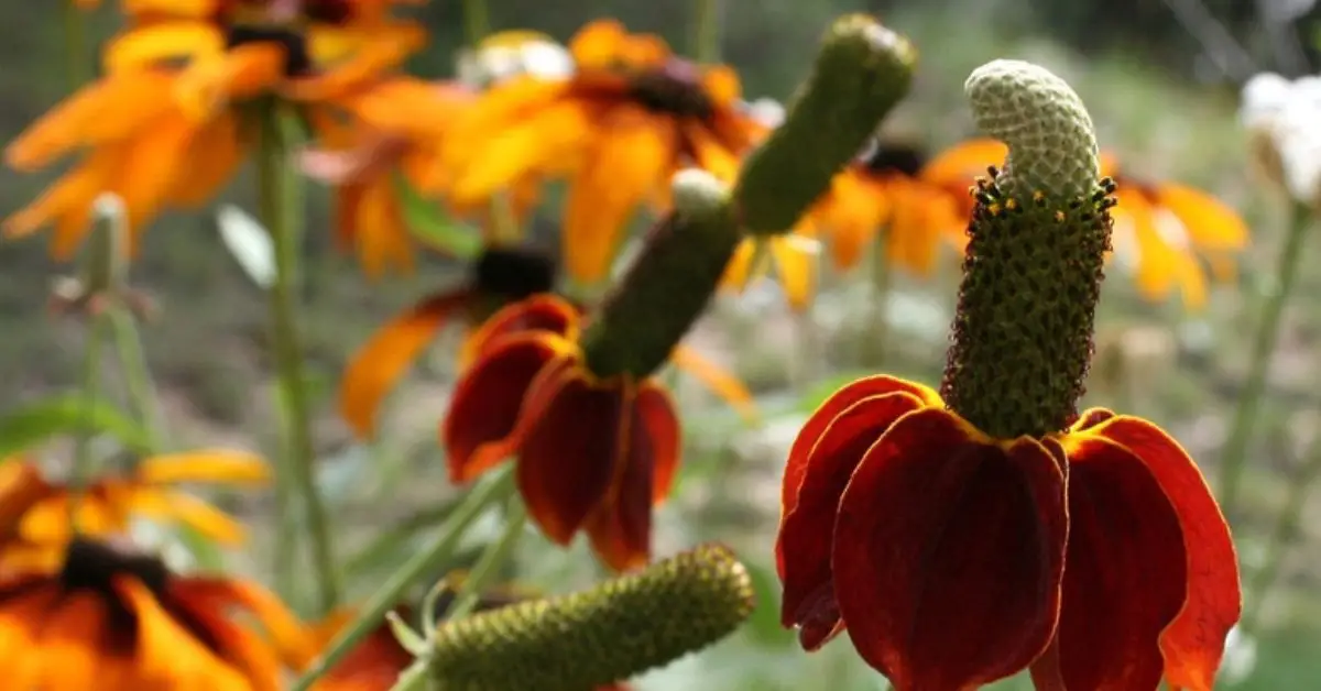 How to Grow Mexican Hat Flowers