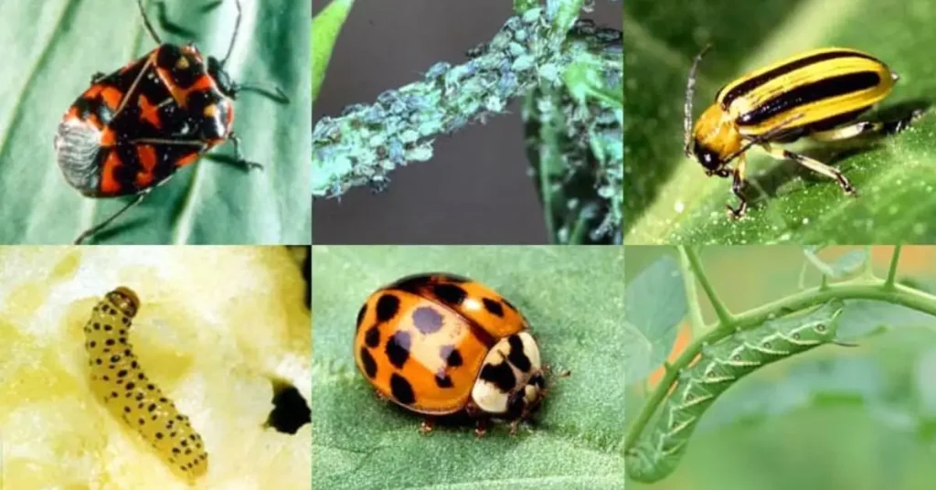 How to Identify Common Pests in Your Garden