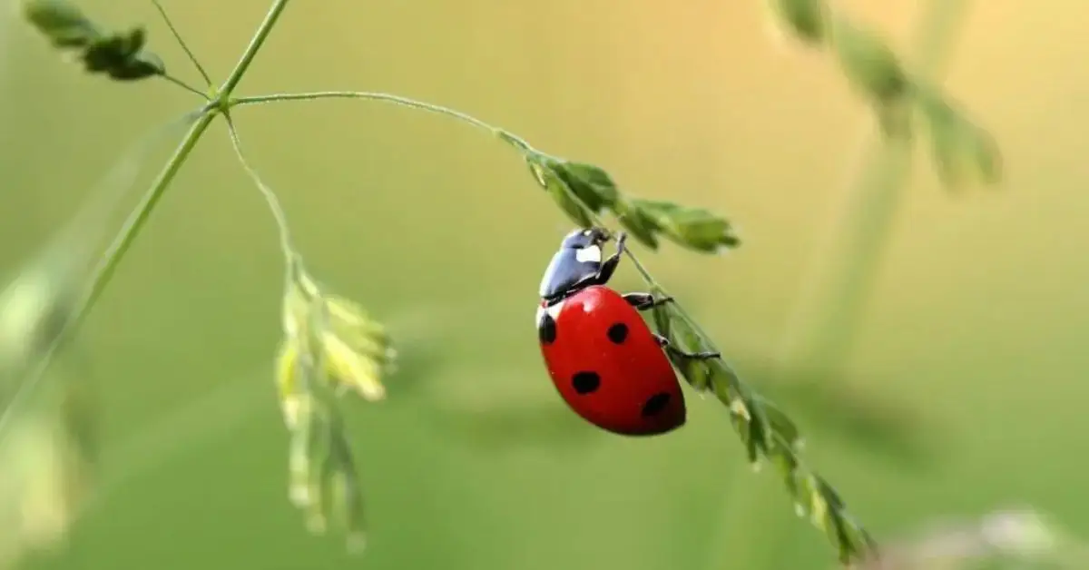How to Identify Common Pests in Your Garden