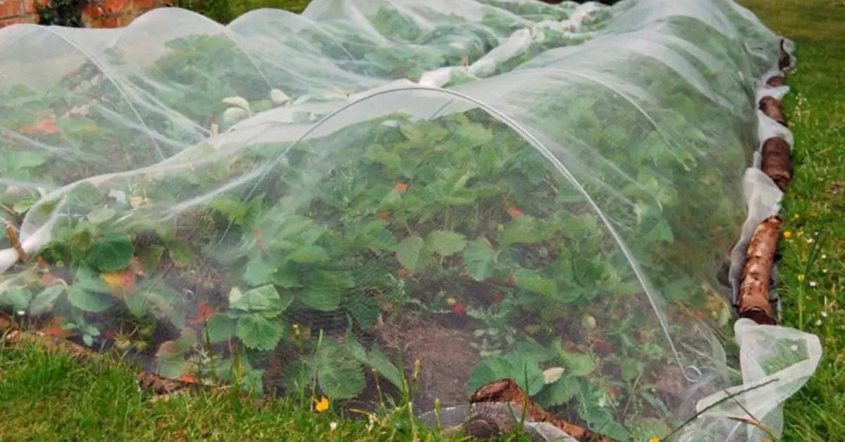How to Identify Common Pests in Your Garden
