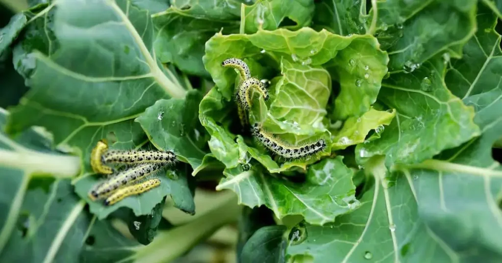 How to Identify and Defeat Cabbage Worms