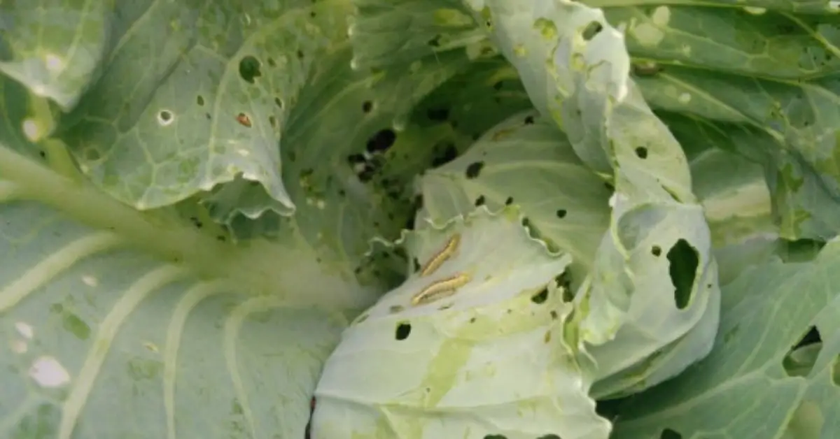 How to Identify and Defeat Cabbage Worms