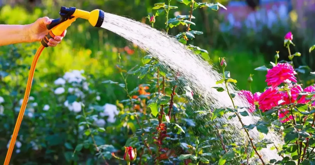 How to Keep Plants Alive in a Heatwave