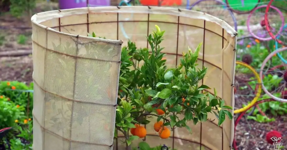 How to Protect Your Garden from Strong Winds