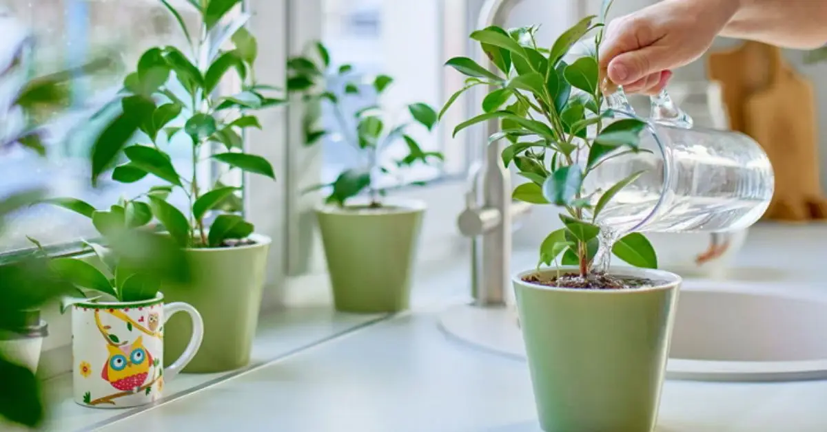 How to Protect Your Indoor Plants During the Winter
