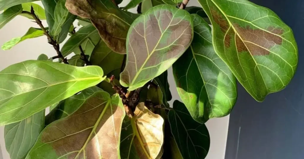 How to Save Your Plants from Sunburn