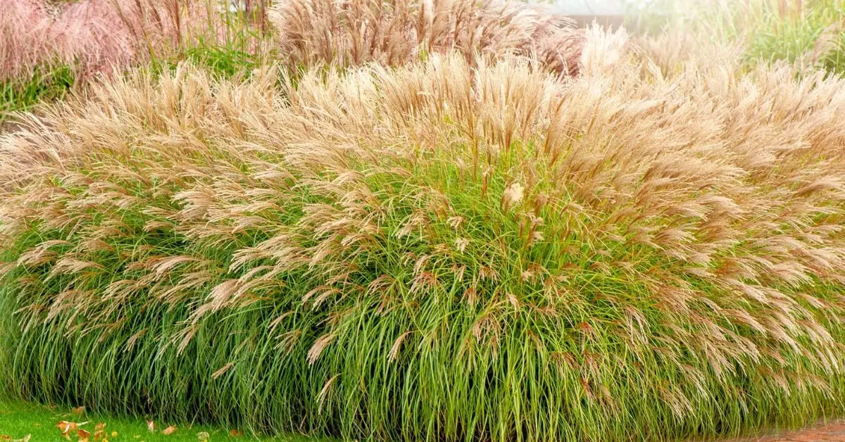 How to Trim Ornamental Grasses