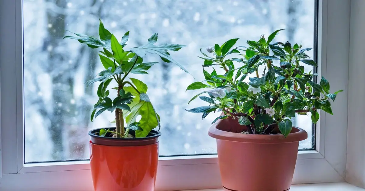 How to Water Houseplants Correctly