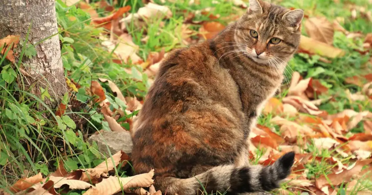 Is Cat Feces Harming Your Plants