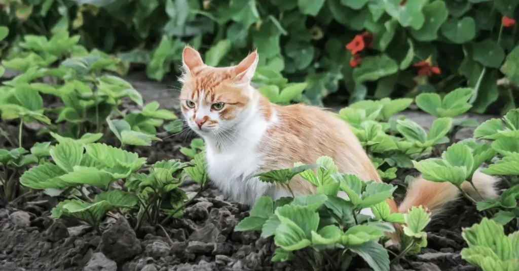 Is Cat Feces Harming Your Plants
