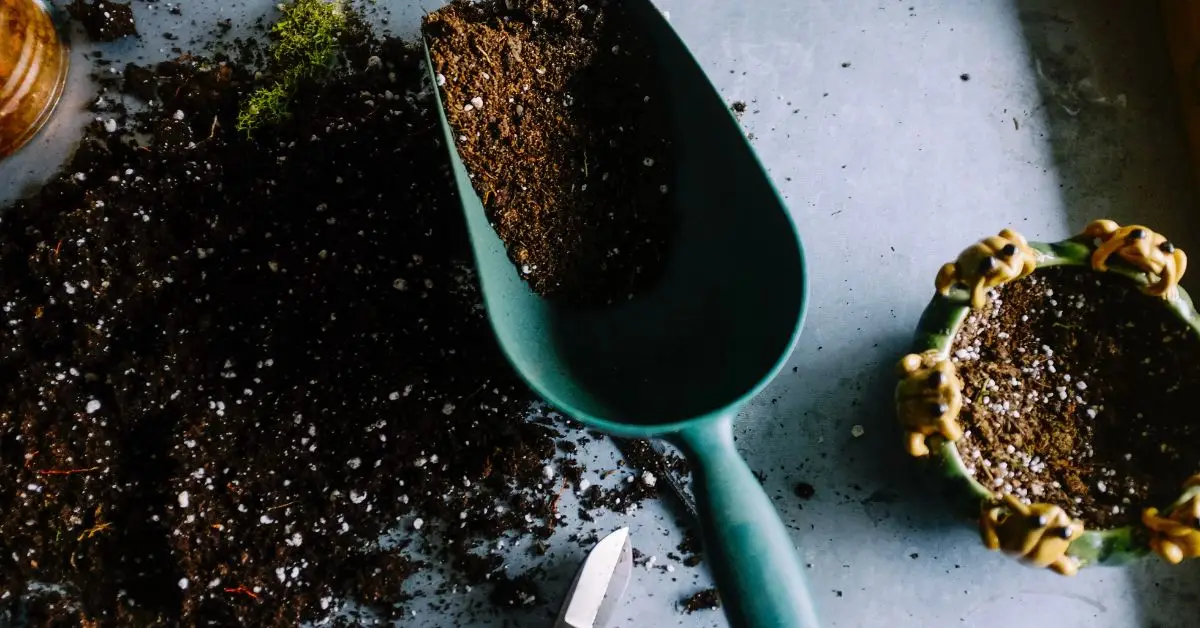 Is Cat Feces Harming Your Plants