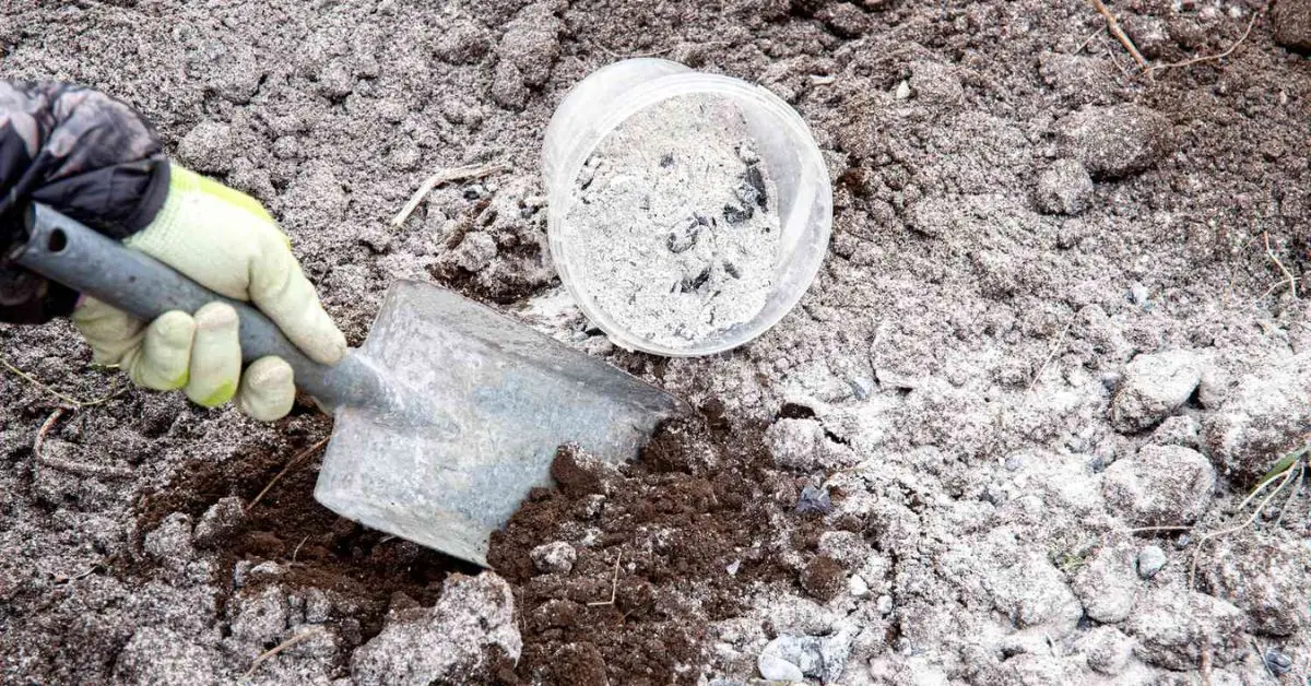 Is Wood Ash Good for Plants