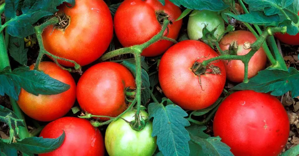 Is a Tomato a Fruit or Vegetable